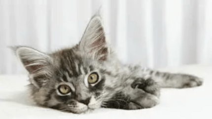 szürkecirmos maine coon kölyök cica pihen