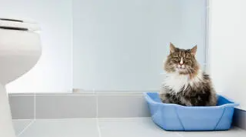 maine coon cica az alomtálcában üldögél
