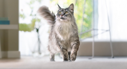 szürke maine coon sétál a lakásban
