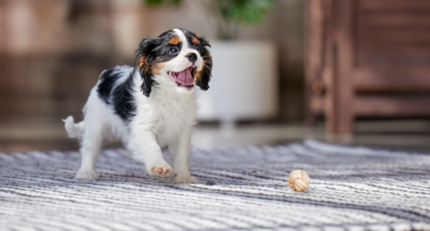cavalier king charles spániel lakásban szőnyegen