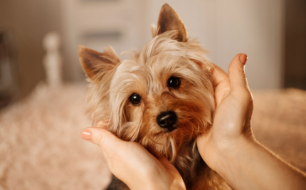 yorkshire terrier frissen vágott bundával