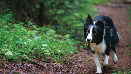 Border collie fut az erdőben