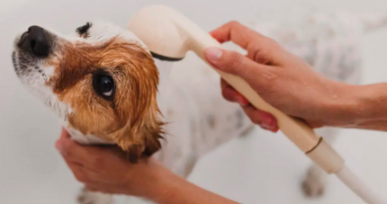 jack russel terriert gazdája fürdeti