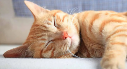 vörös cica jóízűen alszik