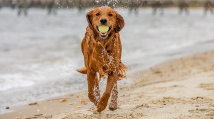 golden retriever labdával szájában fut strandon