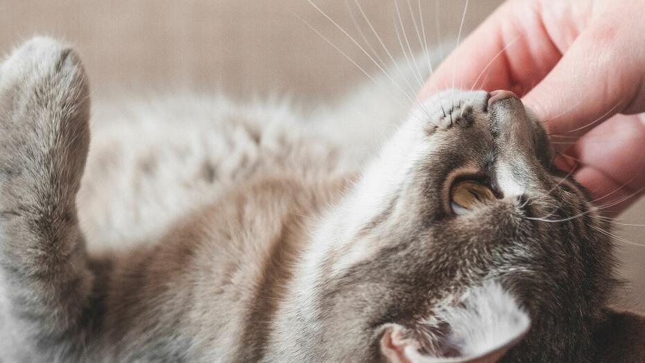 Minden, amit az ivartalanított macskák gondozásáról tudni érdemes