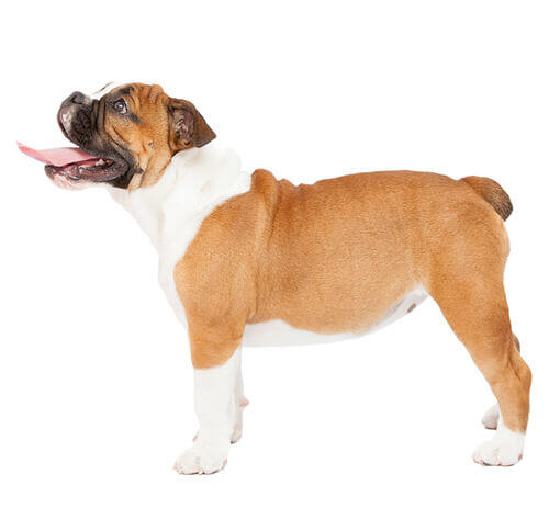Angol bulldog