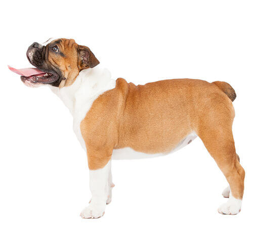 Angol bulldog