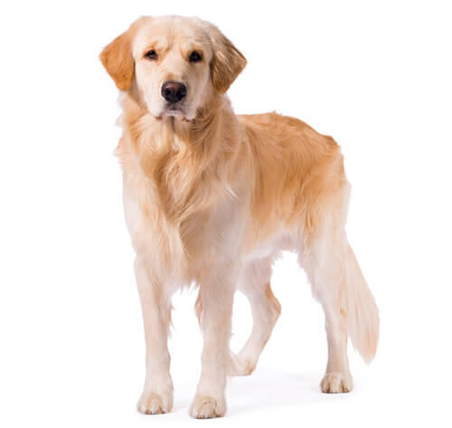 Golden retriever