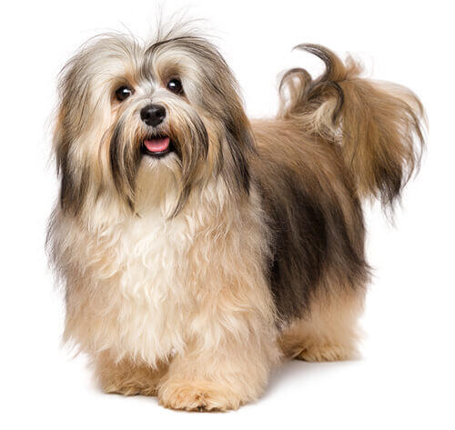 Havanese