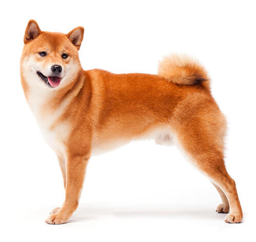 Shiba inu