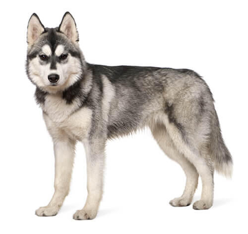 Szibériai husky