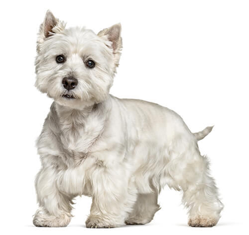 West highland white terrier (Westie)