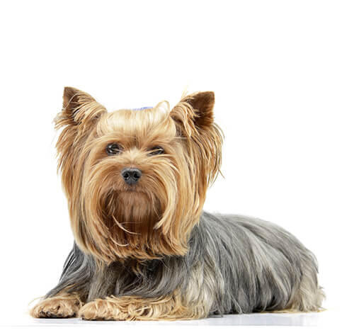 Yorkshire terrier