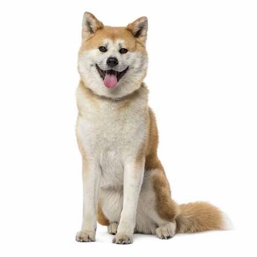 Akita inu