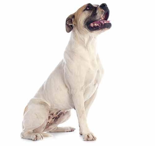 Az Amerikai bulldog