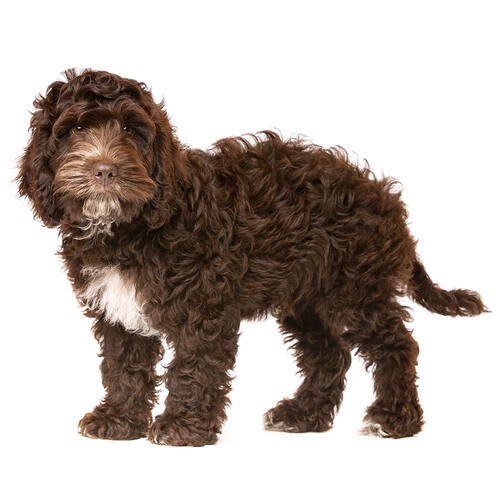 Cockapoo