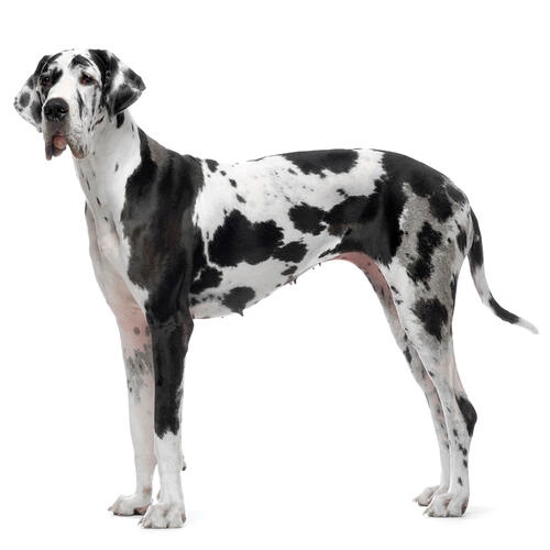 Dán dog