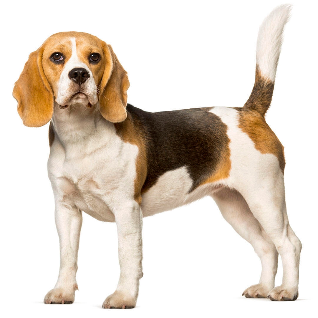 beagle kutya fehér háttérrel