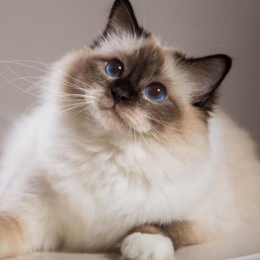 kék szemű birman cica felfele néz