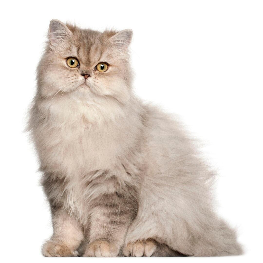 ápolt szőrű perzsa macska szépen ül