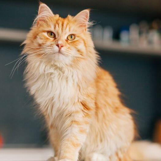 vörös színű perzsa macska