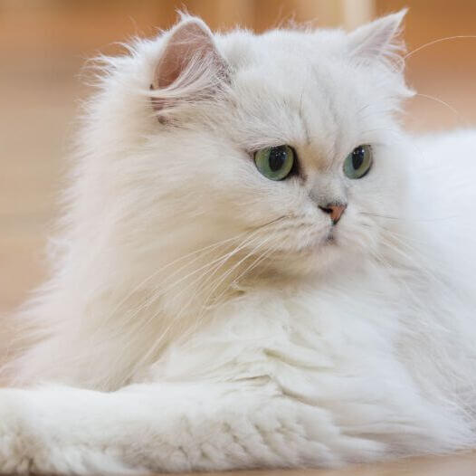 fehér perzsa macska zöld szemmel