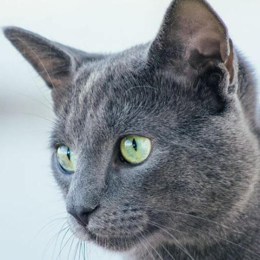 szürke cica zöld szemmel közeli kép