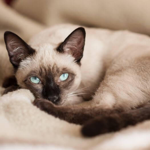 sziámi cica kék szemmel nyugodtan pihen