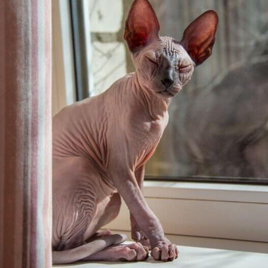 nagy fülű szfinx macska ablakpárkányon