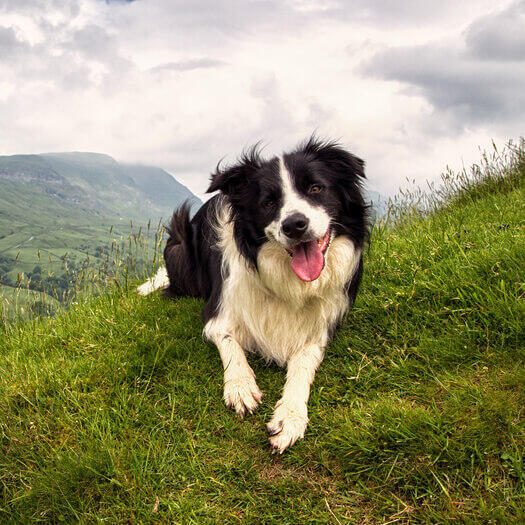 border collie hegy tetején fűben boldogan