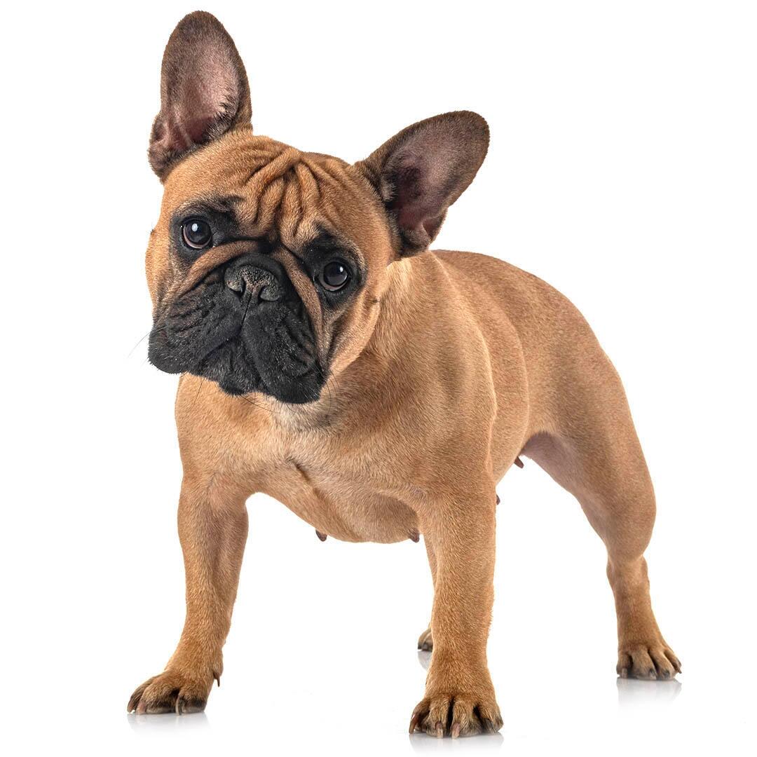 barna színű francia bulldog fehér háttérrel