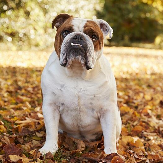 angol bulldog faleveleken ül foga kilátszik