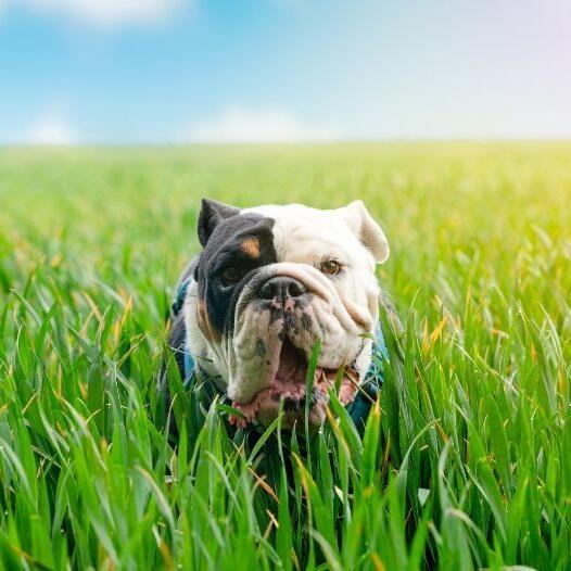angol bulldog nagy fűben liheg