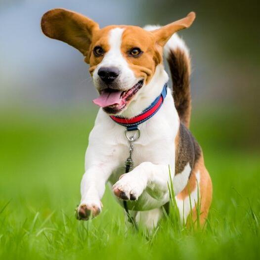 alacsony beagle kutya nyári fűben fut