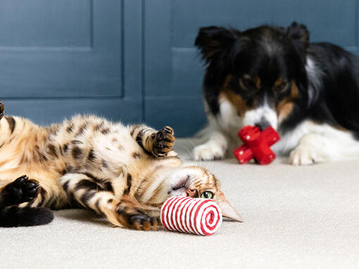 Macska és kutya játszanak macskajáték kutyajáték
