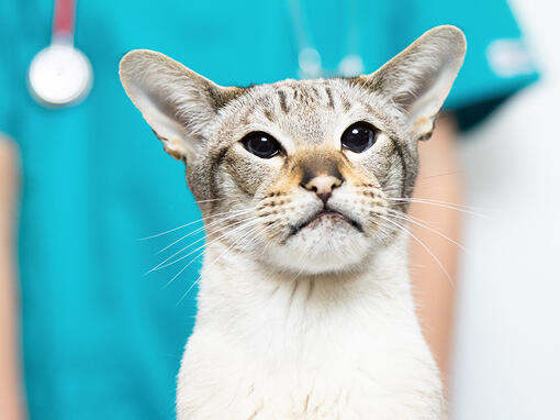 Macska arca közelről háttérben állatorvos
