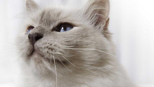 Szürke kék szemű macska arca közelről