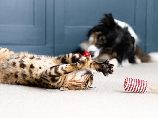 Kutya és macska játékaikkal játszanak