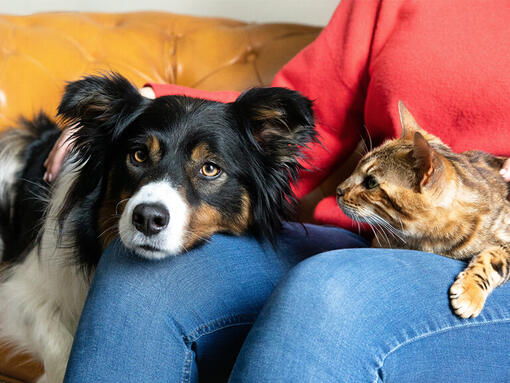 Kutya és macska tulajdonosa ölében