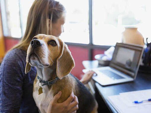 Nő laptopon dolgozik beagle kutyájával