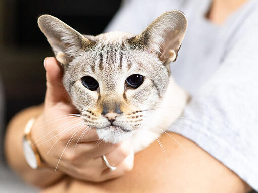 Idős macska tulajdonosa karjaiban közeli kép