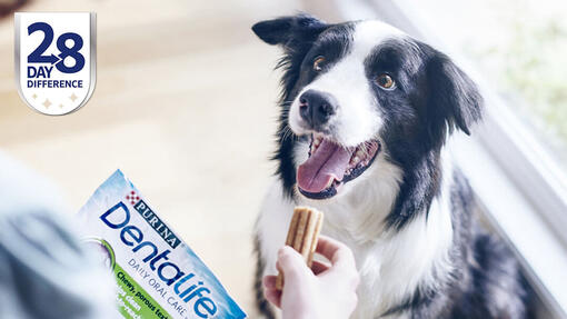 border collie Dentalife-ot kap