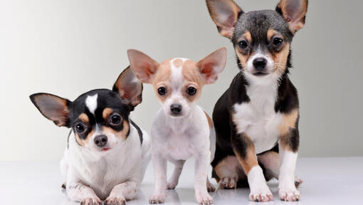 Három Chihuahua