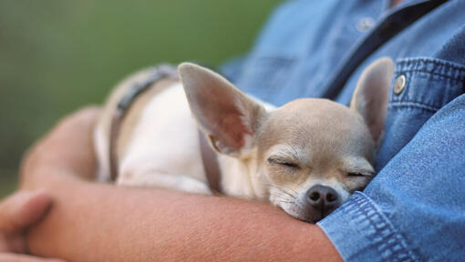 Chihuahua az ember kezén alszik.