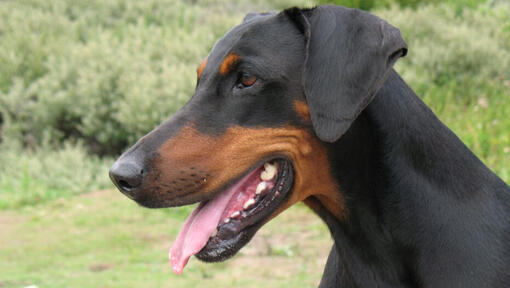 Dobermann balra néz