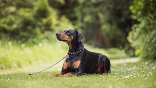 doberman feküdt a fűben