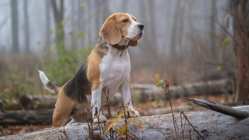 Beagle farönkön áll az erdőben