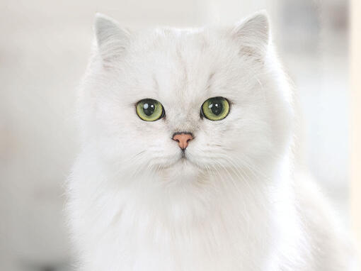 Gourmet fehér macska szemből
