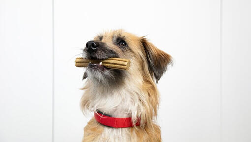 kistestű kutya Dentalife fogápoló rágcsával szájában